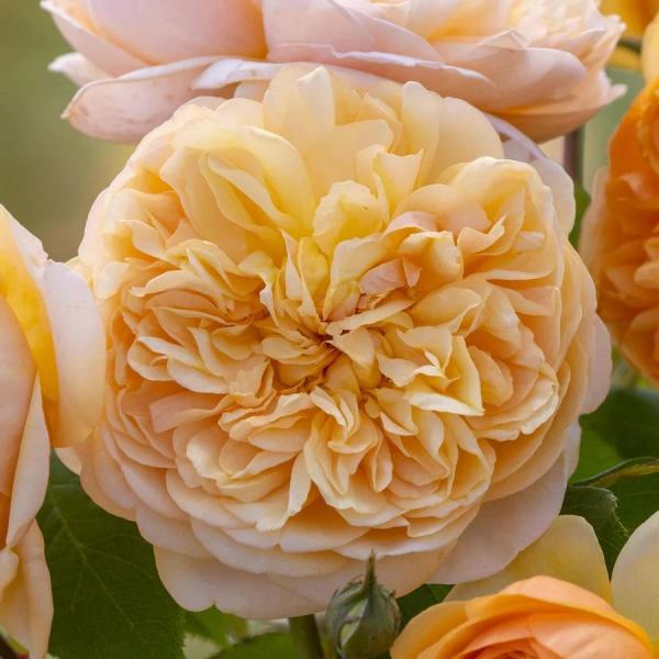 Abraham Darby