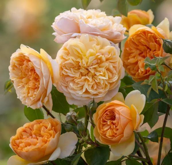 Bring Me Sunshine ® Strauchrose