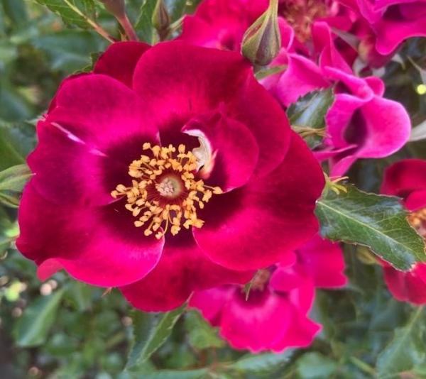 Devil Babylon Eyes® Beetrose