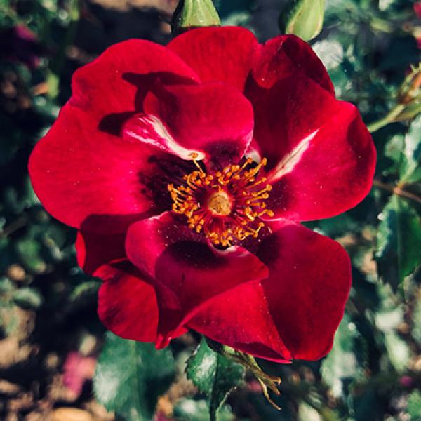 Devil Babylon Eyes® Beetrose