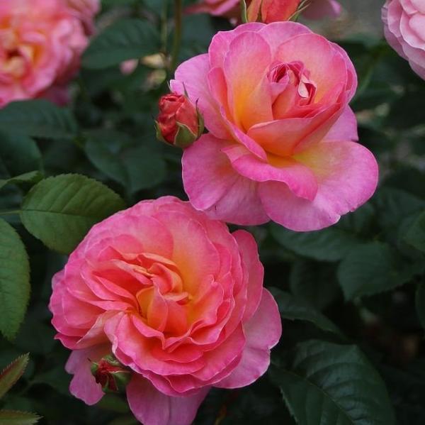 Dornburger Schlossrose®  Edelrose