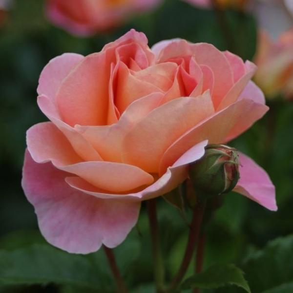 Dornburger Schlossrose®  Edelrose