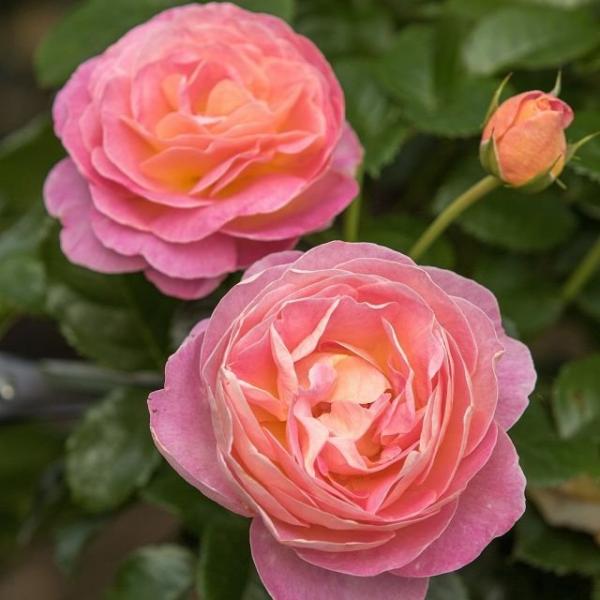 Dornburger Schlossrose®  Edelrose