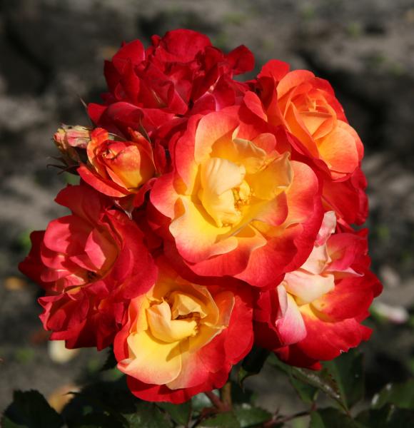 Firebird®   Beetrose