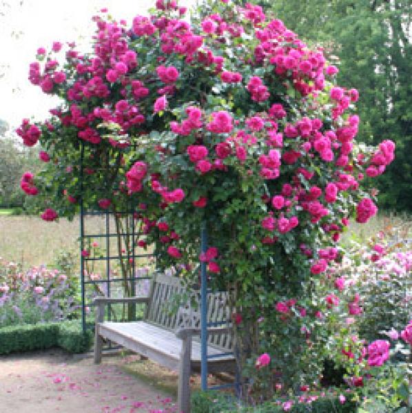 Laguna®   Kletterrose