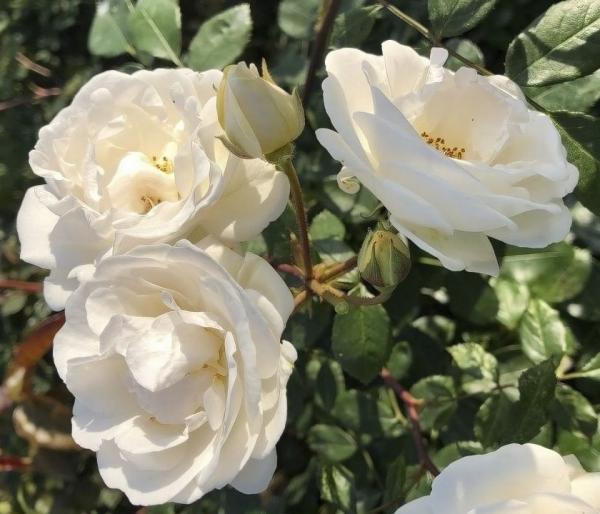 Perfume Dreams®  Kletterrose