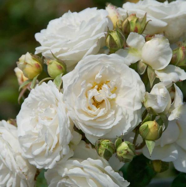 Perfume Dreams®  Kletterrose