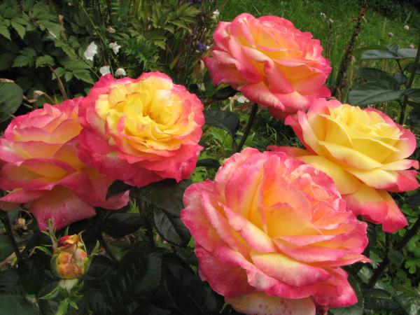 Oriental Peace®   Edelrose Syn. 'Pullman Orient Express'