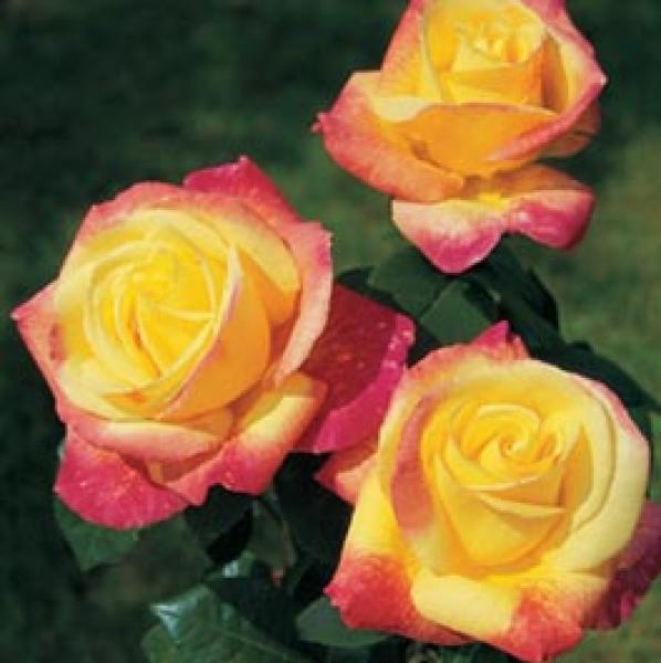 Oriental Peace®   Edelrose Syn. 'Pullman Orient Express'