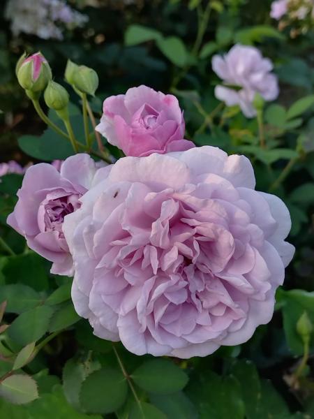 Rainy Blue Floribunda