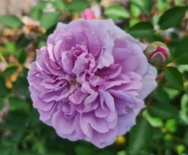 Rainy Blue Floribunda