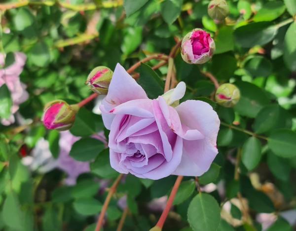 Rainy Blue Floribunda
