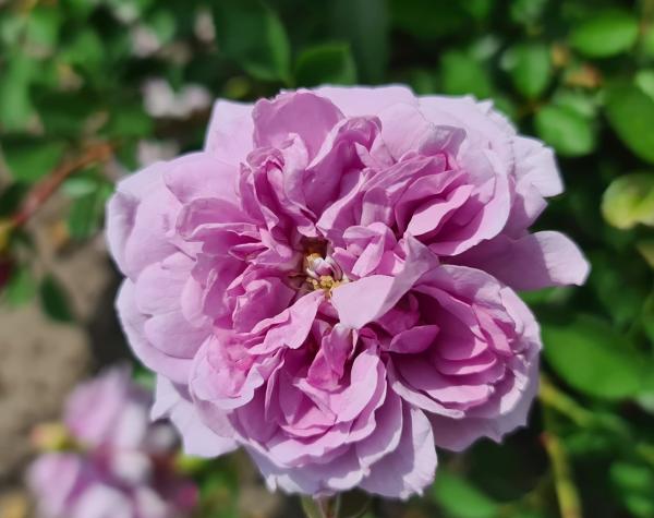Rainy Blue Floribunda