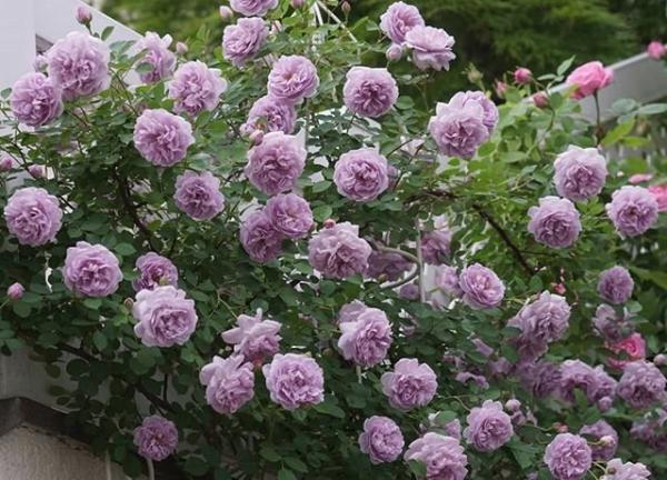 Rainy Blue Floribunda