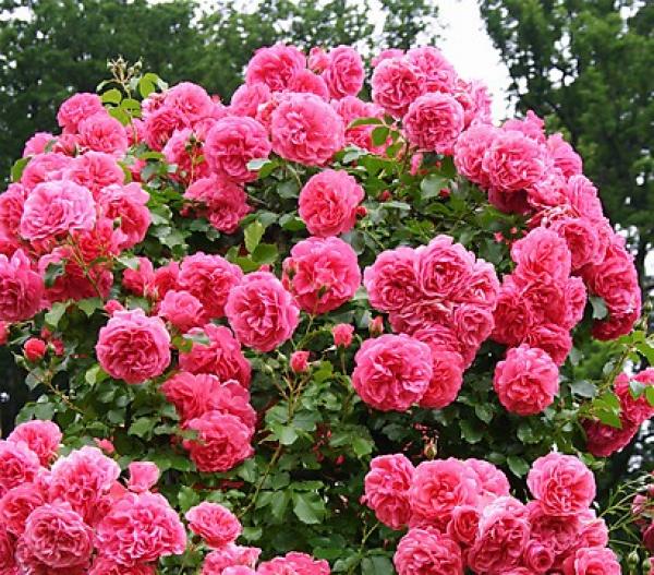 Rosarium Uetersen®   Strauch -Kletterrose