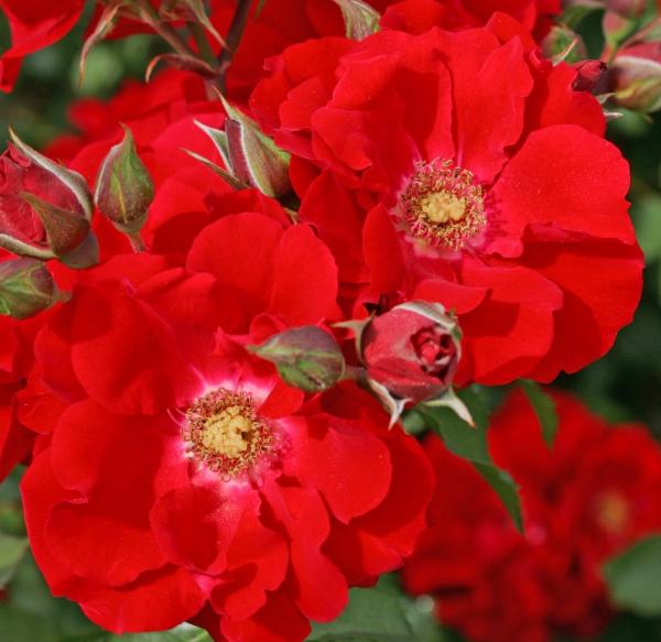 Roter Korsar ® Strauchrose