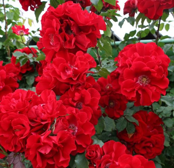Roter Korsar ® Strauchrose