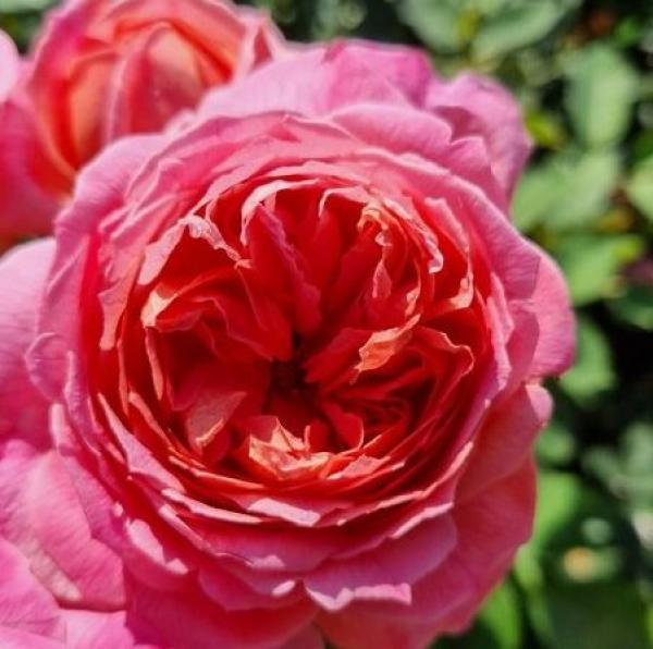 Soroptimist Women's Voice ® Beetrose