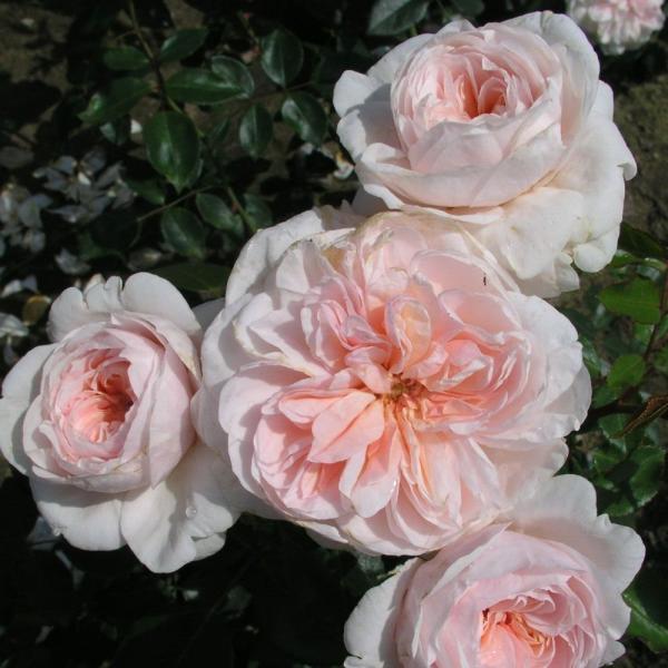 Sabrina®   Strauch-Kletterrose