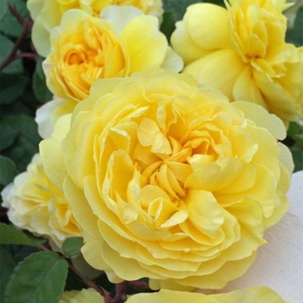 The Poet's Wife® Englische Rose