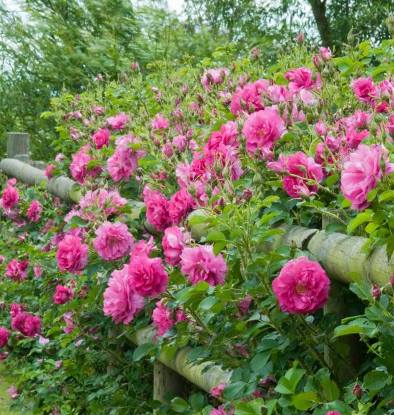Wild Edric®  Strauchrose
