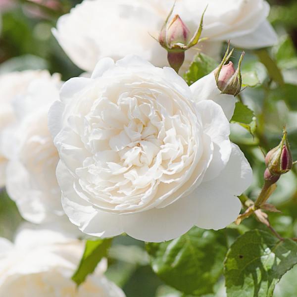 William and Catherine®   Strauchrose