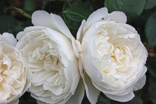 William and Catherine®   Strauchrose
