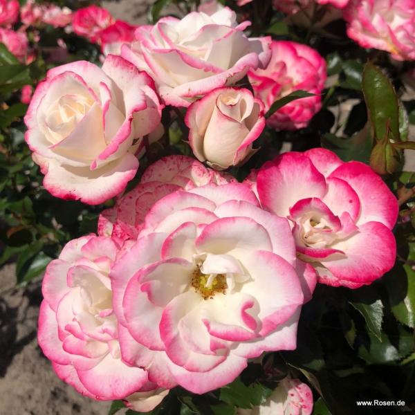 Art Deco®  Beetrose