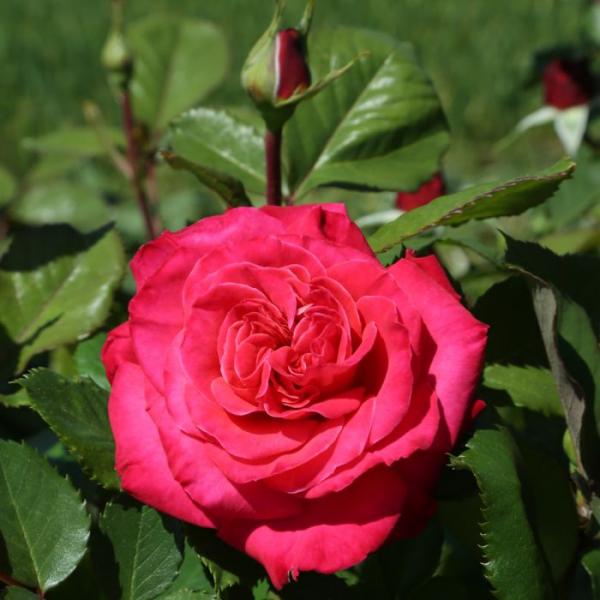 CHERRY EXPLOSION ® Kletterrose