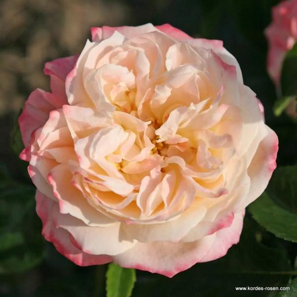 Concorde® Edelrose