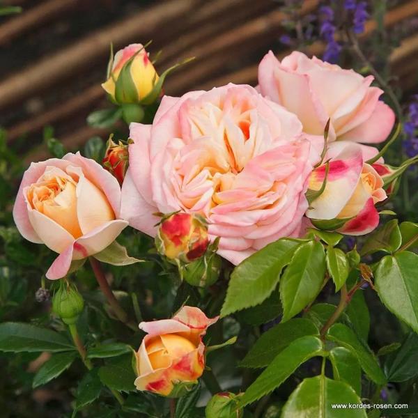 Concorde® Edelrose