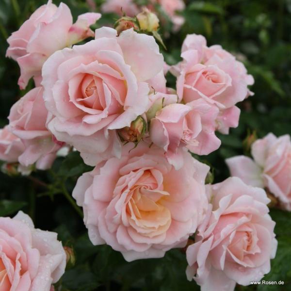 Cremosa®   Beetrose