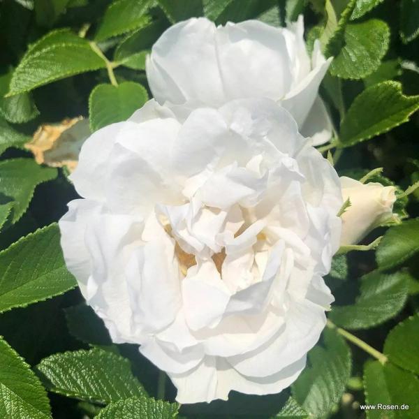 Frozen Roadrunner® Kleinstrauchrose