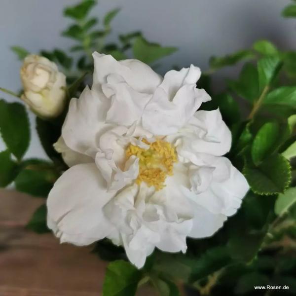 Frozen Roadrunner® Kleinstrauchrose