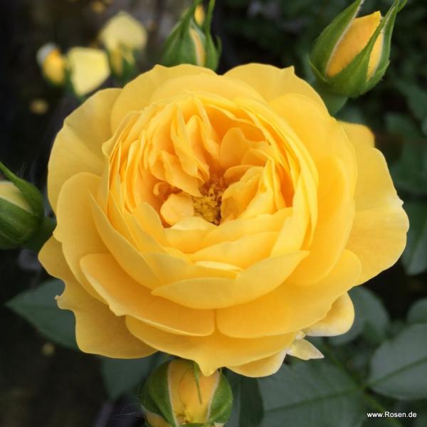 Golden Fleece®   Kleinstrauchrose - Bodendecker