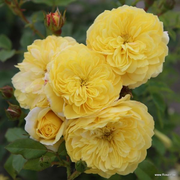 Golden Fleece®   Kleinstrauchrose - Bodendecker