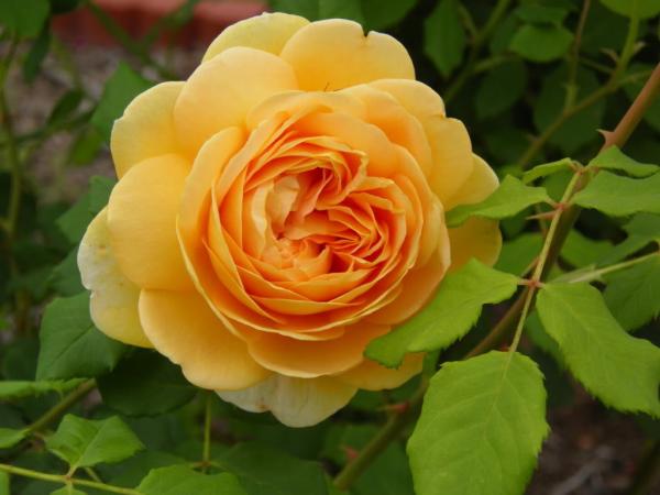 Golden Celebration   Strauchrose