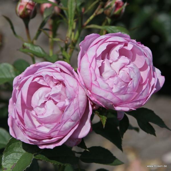 Herzogin Dorothea  Beetrose