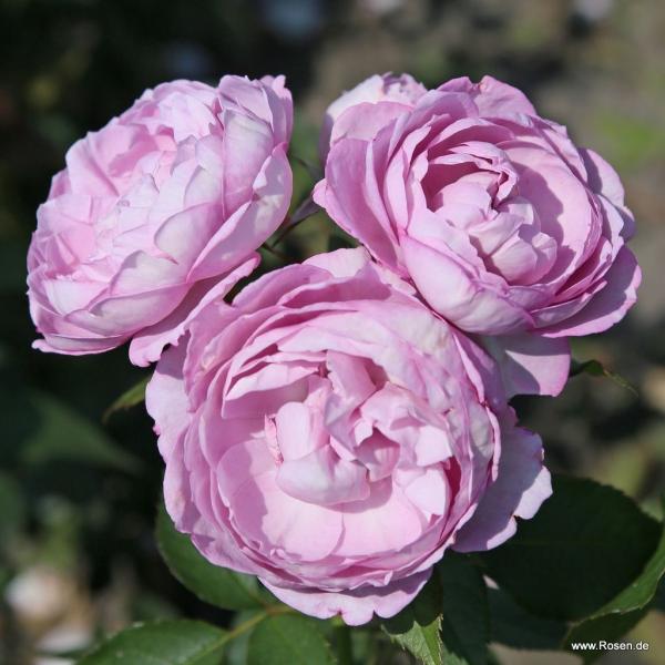 Herzogin Dorothea  Beetrose