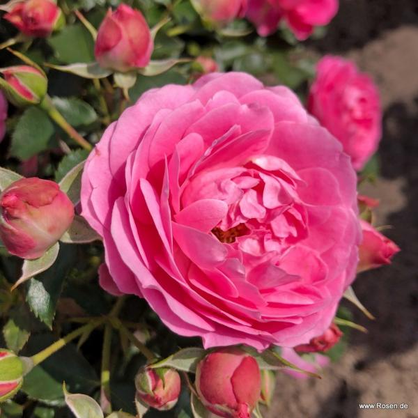 Julie®   Patiorose
