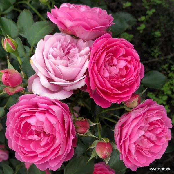 Julie®   Patiorose