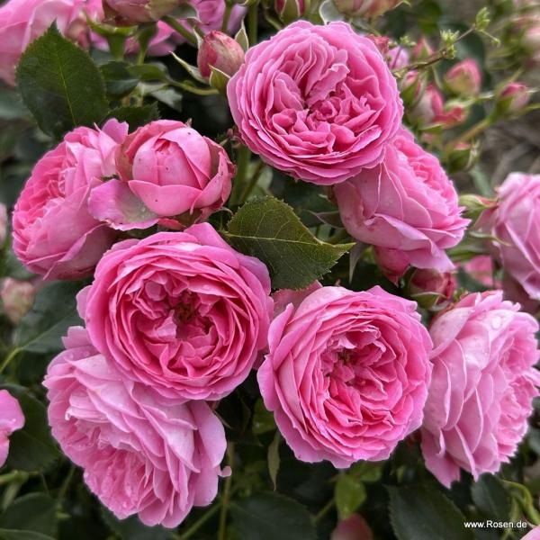 Julie®   Patiorose