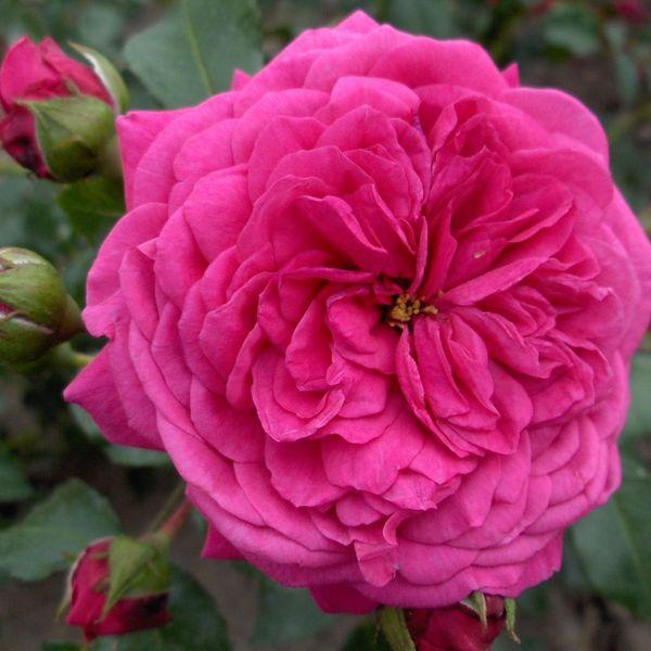 Laguna®   Kletterrose