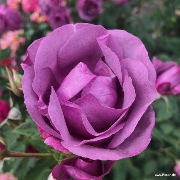 LUNARA®   Kletterrose