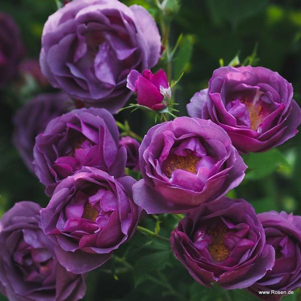 LUNARA®   Kletterrose