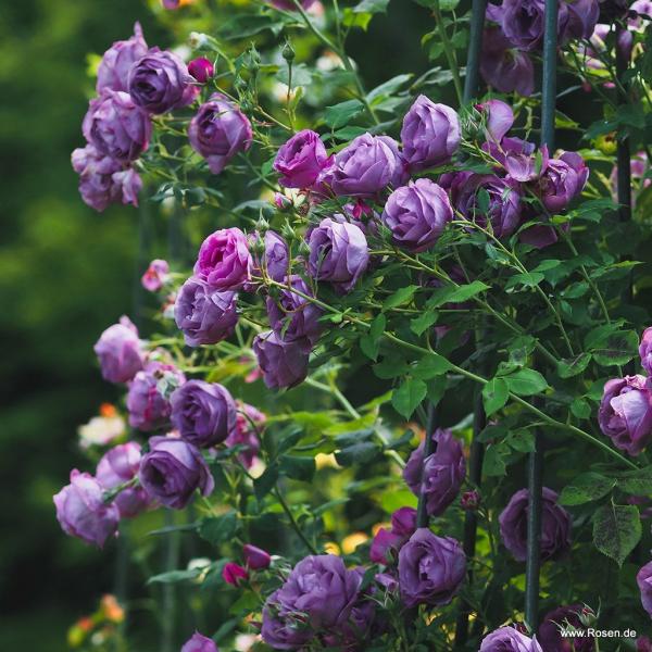 LUNARA®   Kletterrose