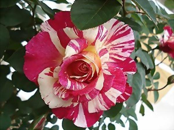Maurice Utrillo ® Beet/ Strauchrose