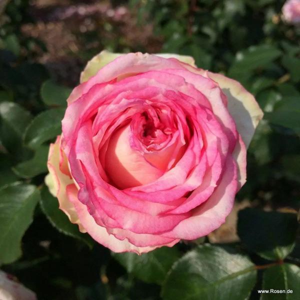 Meine Rose ®   Edelrose