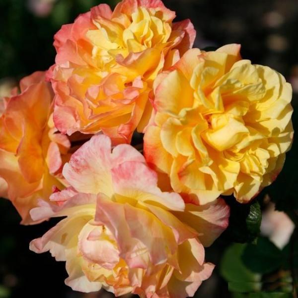 Moonlight® Kletterrose