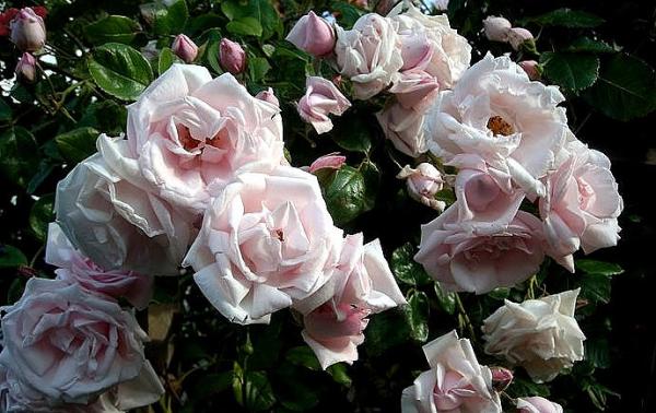 New Dawn Kletterrose